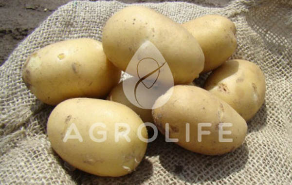 Ривьера, семенной картофель